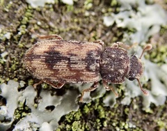 Synchita undata