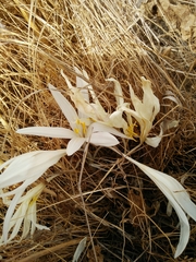 Colchicum hierosolymitanum