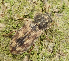 Synchita undata