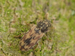 Synchita undata
