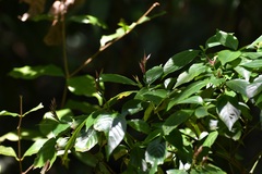 Lophostachys chiapensis