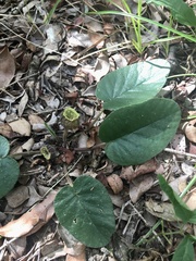 Dorstenia brasiliensis