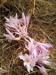 Colchicum hierosolymitanum