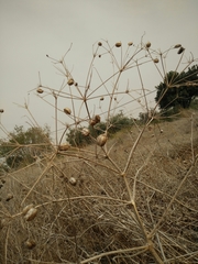 Prangos ferulacea