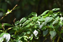 Lophostachys chiapensis