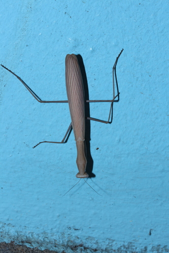 Photo of Eight-spot Mantis (Mantis octospilota)