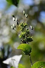 Louteridium mexicanum