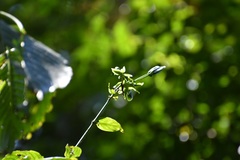 Louteridium mexicanum