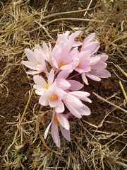 Colchicum hierosolymitanum