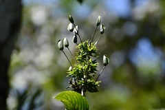 Louteridium mexicanum