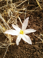 Colchicum hierosolymitanum