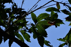 Quercus lancifolia
