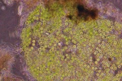 Auxenochlorella pyrenoidosa