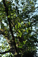 Quercus lancifolia