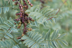 Indigofera cryptantha cryptantha