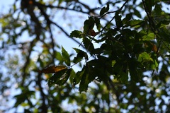Quercus lancifolia