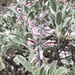 Lupinus aridorum - Photo (c) A Clarke, algunos derechos reservados (CC BY-NC), subido por A Clarke
