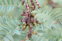 Indigofera cryptantha cryptantha