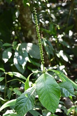 Acalypha skutchii