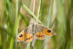 Argyrophenga antipodum