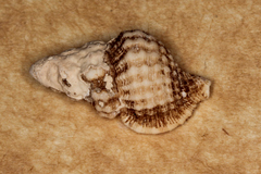 Image of Cymatiella verrucosa