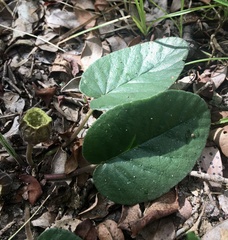 Dorstenia brasiliensis