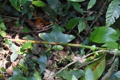 Oreopanax sanderianus