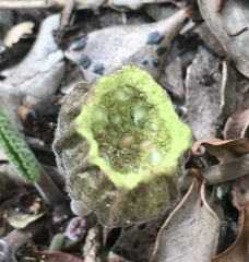 Dorstenia brasiliensis