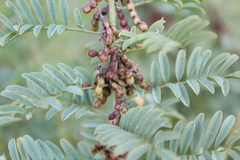 Indigofera cryptantha cryptantha