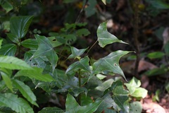 Oreopanax sanderianus