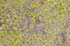 Auxenochlorella pyrenoidosa