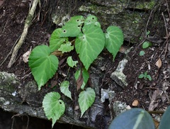 (c) Neptalí Ramírez Marcial, some rights reserved (CC BY) Begonia faustinoi, photograph (c) Neptalí Ramírez Marcial, some rights reserved (CC BY)