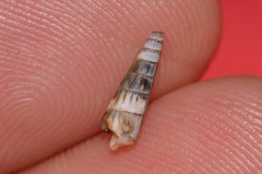 Terebridae