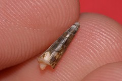 Terebridae