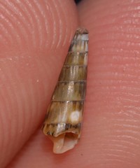 Terebridae