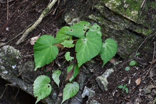 Begonia faustinoi, photograph 6
