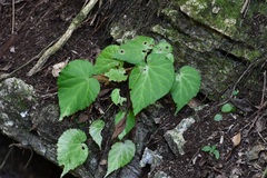 Begonia faustinoi, photograph (c) Neptalí Ramírez Marcial, some rights reserved (CC BY)