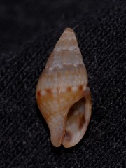 Pseudamycla dermestoidea