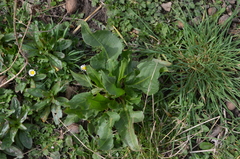 Rumex patientia