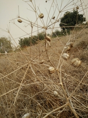 Prangos ferulacea