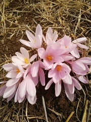 Colchicum hierosolymitanum