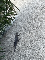 Sceloporus occidentalis