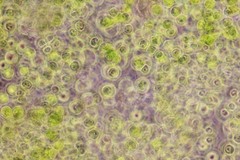 Auxenochlorella pyrenoidosa