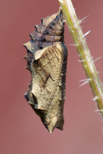 Yellow Admiral photo 3