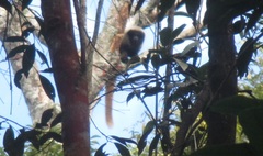Callicebus nigrifrons