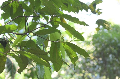 Oecopetalum mexicanum (Oecopetalum mexicanum)
