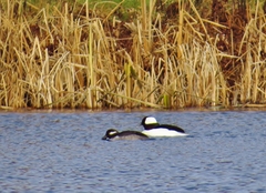 Media resource of Bucephala albeola