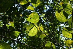 Bunchosia macrophylla