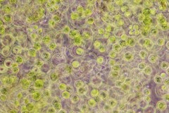 Auxenochlorella pyrenoidosa