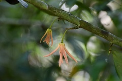 Stenanona migueliana